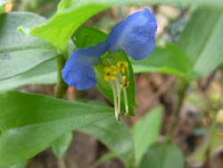10_0614_tuyukusa.jpg