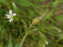 10_0618_miminagusa01.jpg