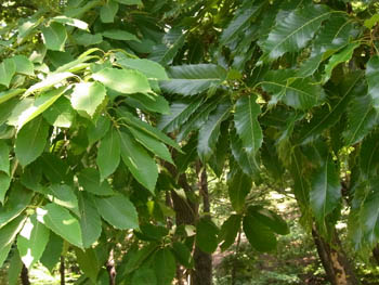 10_0621_kona_kunu.jpg