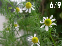 10_0624_chamomile2.jpg