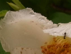 10_0625_natutubaki4.jpg
