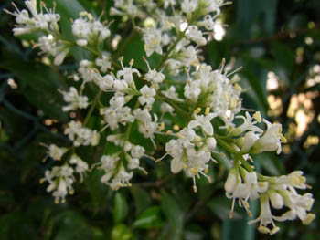 10_0628_nezumimoti2.jpg
