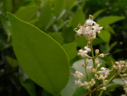 10_0628_nezumimoti4.jpg