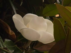 10_0628_taisanboku1.jpg