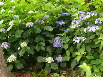 10_0701_ajisai02.jpg