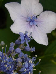 10_0701_ajisai04.jpg