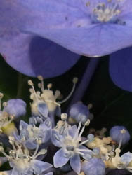 10_0701_ajisai06.jpg