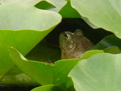 10_0702_kaeru.jpg