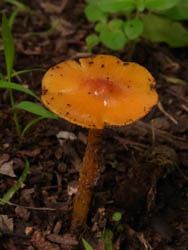 10_0705_kinoko09.jpg