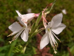10_0706_hakuchoso.jpg