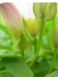 10_0712_hirugao2.jpg