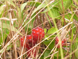 10_0715_nawasiro_i1.jpg