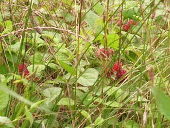 10_0715_nawasiro_i2.jpg