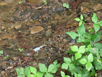 10_0716_karesawa.jpg