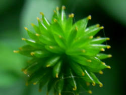 10_0716_kitune_botan4.jpg
