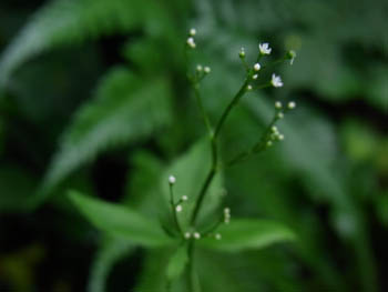 10_0716_mituba.jpg