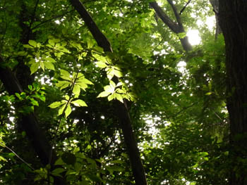 10_0716_ryobu.jpg