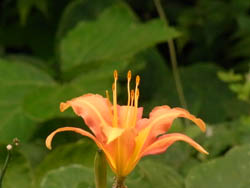 10_0717_nokanzo.jpg
