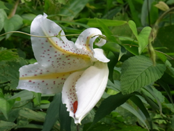 10_0717_yamayuri02.jpg
