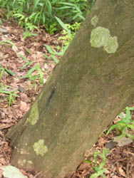 10_0718_kinomiki.jpg