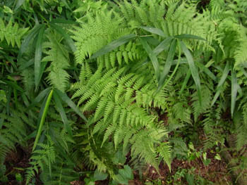 10_0718_sida.jpg