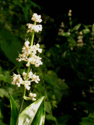 10_0719_yabu_myoga1.jpg