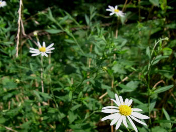 10_0721_yugagiku3.jpg