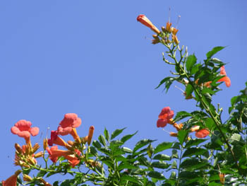 10_0725_nouzen_k.jpg