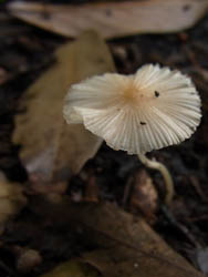 10_0726_kinoko.jpg