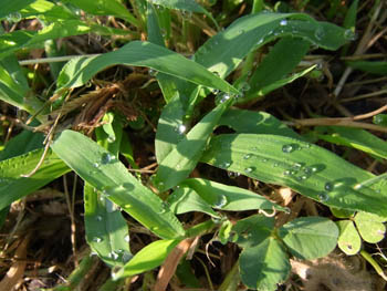 10_0726_raindrops2.jpg