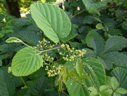 10_0726_tosa_yabu.jpg