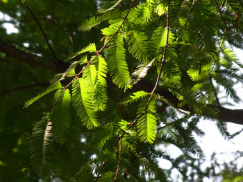 10_0727_metasequoia.jpg
