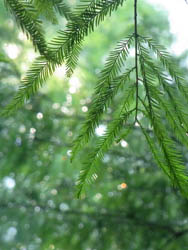 10_0727_rakuusho1.jpg