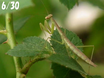 10_0731_kamakiri.jpg