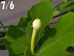 10_0731_karasu_uri1.jpg