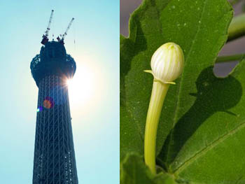 10_0731_karasu_uri2.jpg