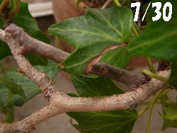 10_0731_shakutori.jpg