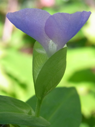 10_0731_tuyukusa.jpg
