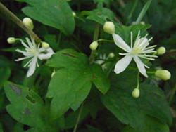 10_0808_botan_d1.jpg
