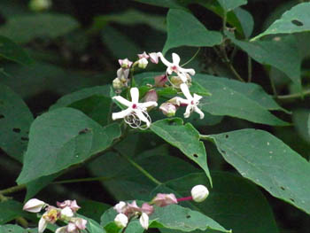 10_0808_kusagi.jpg