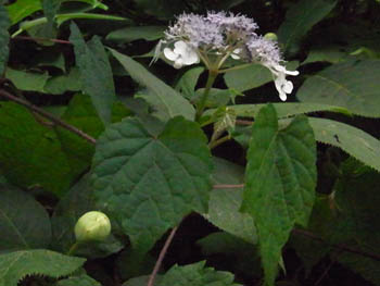 10_0808_tama_ajisai2.jpg