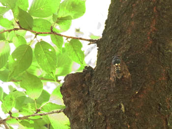 10_0812_abura_z1.jpg