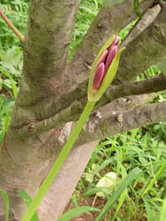 10_0813_natuzuisen3.jpg