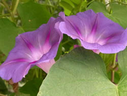 10_0814_maruba_a3.jpg