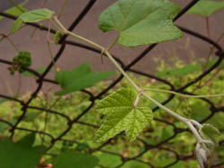 10_0817_ebiduru2.jpg