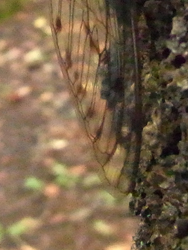 10_0819_minmin_z3.jpg