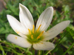10_0822_tamasudare.jpg