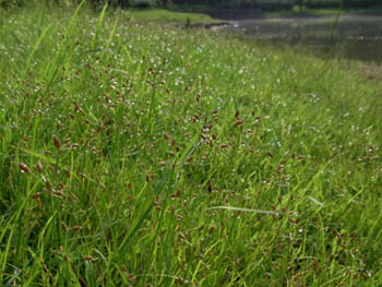 10_0822_tentuki.jpg