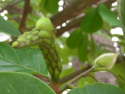 10_0823_hakumokuren.jpg