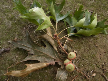 10_0823_pinoak.jpg